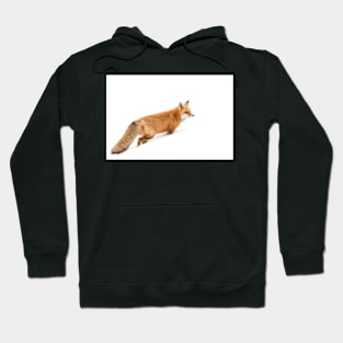 Red Fox - Algonquin Park Hoodie